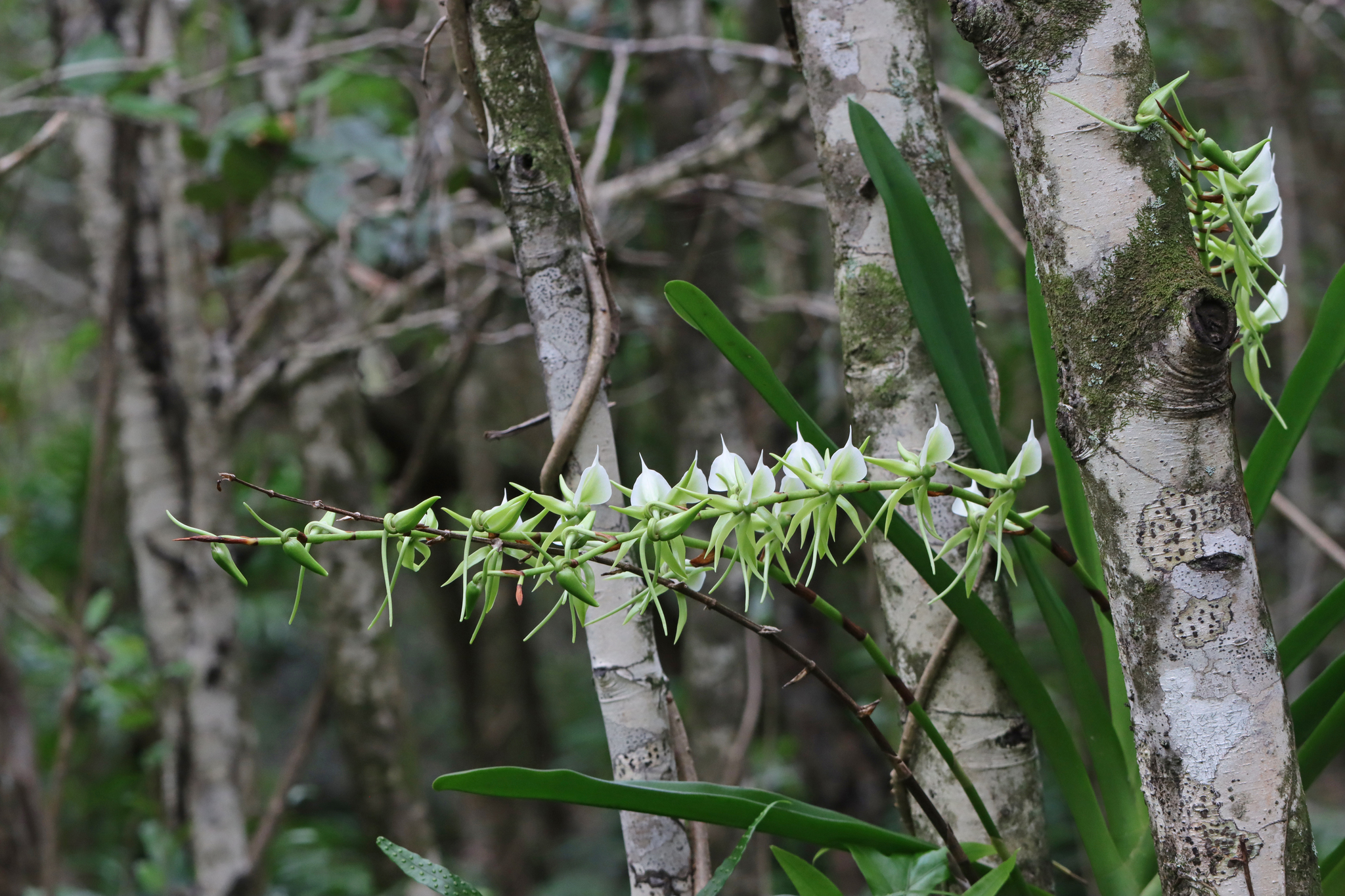 Angraecum eburneum Bory 4