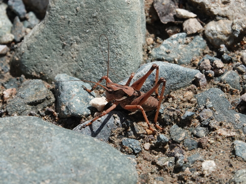 Anadrymadusa adzharica
