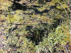 Lithobates chiricahuensis