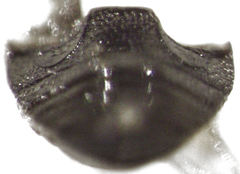 Stethorus bifidus