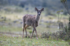 Odocoileus virginianus ustus