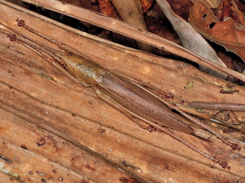 Odontolakis