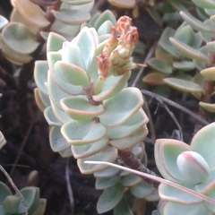 Veronica pinguifolia