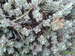 Veronica pinguifolia