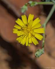 Launaea rhynchocarpa image