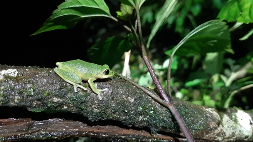 Variable Bush Frog, Raorchestes chromasynchysi