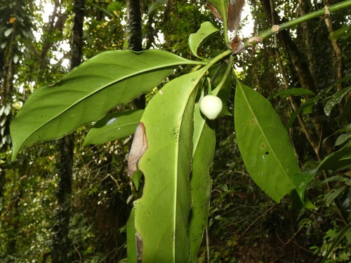 Image of Fagraea cambagei by (c) Kai Squires, some rights reserved (CC BY)