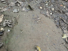 Drymaeus aequatorianus