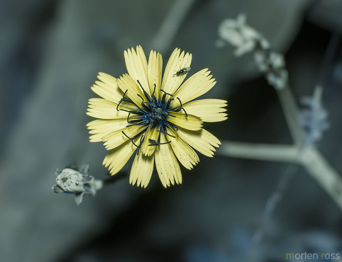 Launaea rhynchocarpa image