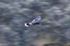 Daptrius carunculatus