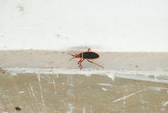 Probergrothius varicornis