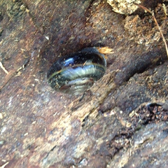 Helminthoglypta sequoicola