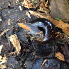 Helminthoglypta sequoicola