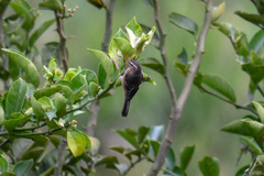 Conirostrum cinereum
