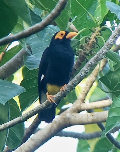 Long-tailed Myna
