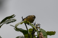 Conirostrum cinereum