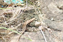 Eutropis madaraszi