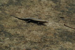 Eutropis madaraszi