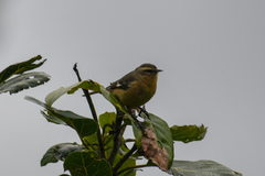 Conirostrum cinereum