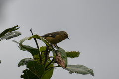 Conirostrum cinereum
