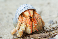 Coenobita perlatus