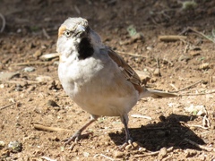 Passer rufocinctus