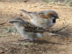 Passer rufocinctus