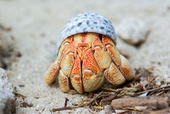 Coenobita perlatus