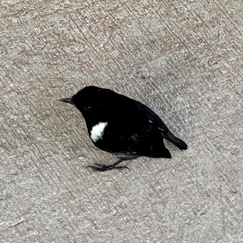 Peneothello bimaculata observed 2023-06-27