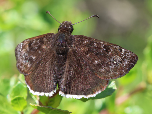 Mournful Duskywing photo 5