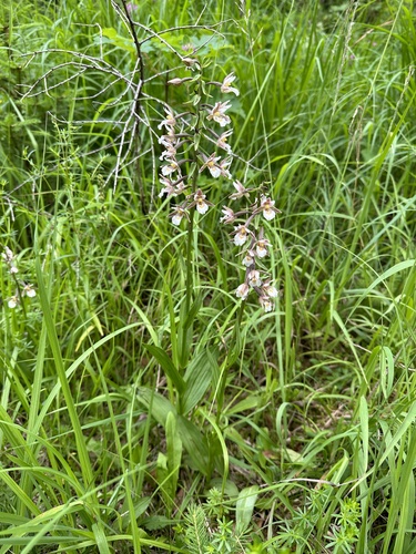 Marsh Helleborine