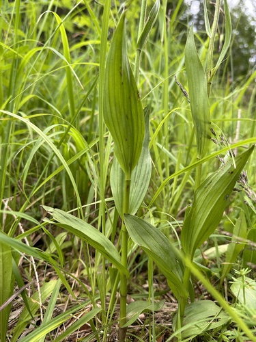 Marsh Helleborine