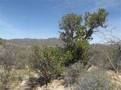 Nahuatlea arborescens