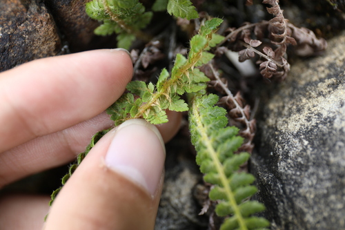 Polystichum sinense, photograph 6