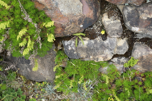 Polystichum sinense, photograph 5