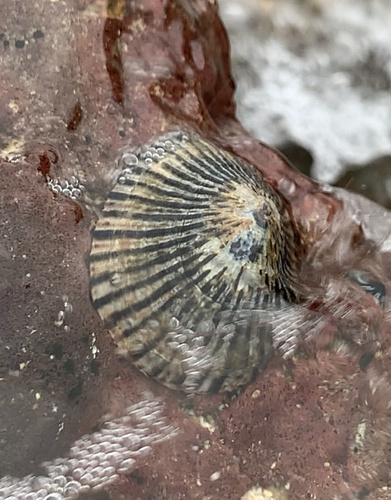 Cellana exarata observed 2023-07-19