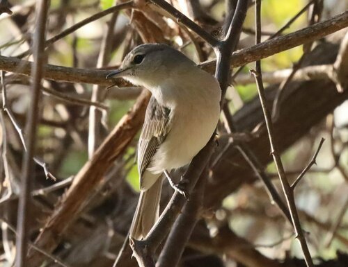 Ashy Flycatcher (Fraseria caerulescens), photo 7