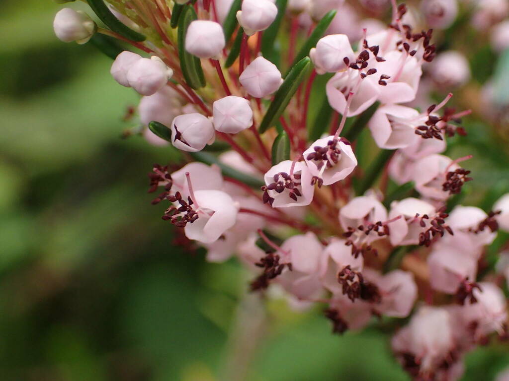 Cornish heath