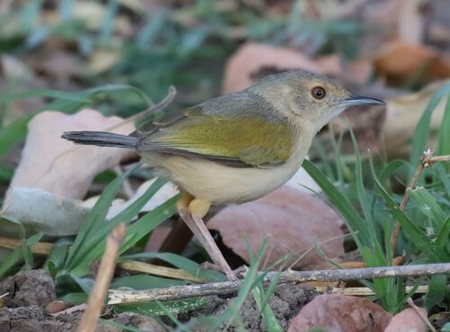 Green-backed Camaroptera
