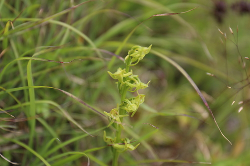 Ballerina Orchid (Platanthera mandarinorum)