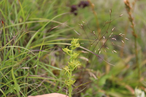 Image of Platanthera mandarinorum by (c) Yu-Chang Chen, some rights reserved (CC BY)
