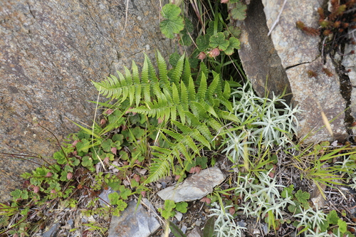 Dryopteris costalisora (Dryopteris costalisora)