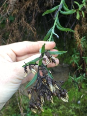 Baccharis plummerae plummerae