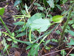 Philodendron aurantiifolium