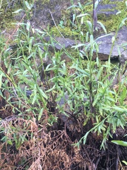 Baccharis plummerae plummerae