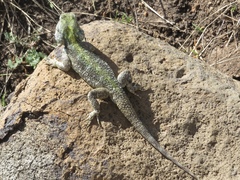 Acanthocercus