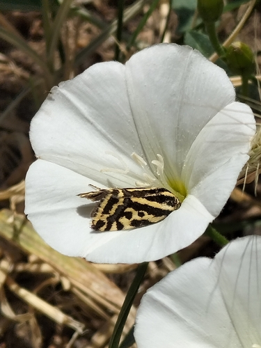 Spotted Sulphur