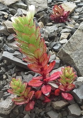 Epilobium pycnostachyum
