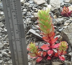 Epilobium pycnostachyum