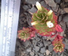 Epilobium pycnostachyum